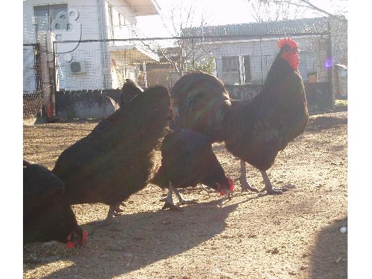 Αυγα Australorp